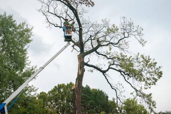 The Cost of Tree Removal: Factors That Affect Pricing